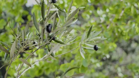 Ripe black olives on tree branches swaying in wind 4k Stock Footage 340517938