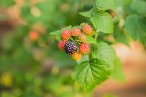 Ripe blackberries in the tree Stock Photos