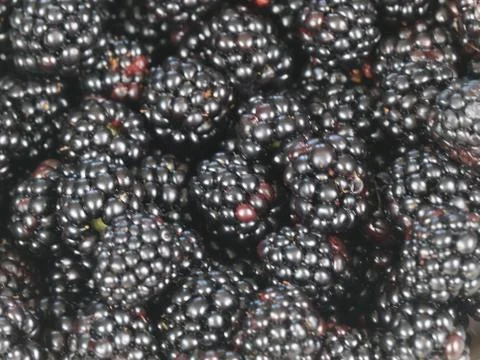 Ripe blackberry Stockfoto's