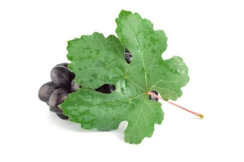 Ripe blue grape Stock Photos