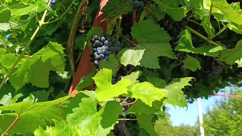 Ripe blue grapes hanging on vine in vineyard close up Stock Footage 344878391
