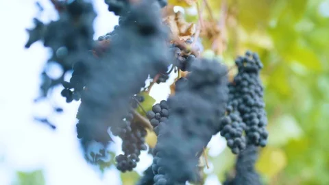 Ripe blue grapes in the vineyard Stock Footage 87807428