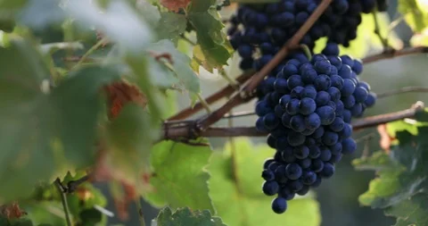 Ripe blue grapes on a vineyard Stock Footage 95397284