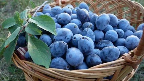 Ripe blue plums in a basket Stock Footage 161006869