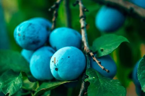Ripe blue plums cluster on branches in shaded summer orchard, showcasing na.. Stock Photos