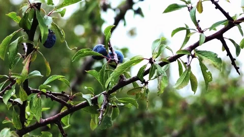 Ripe Blue Plums Growing on Leafy Tree Branches Stock Footage 345655378