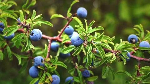 Ripe Blue Plums Growing on Leafy Tree Branches Stock Footage 346043731