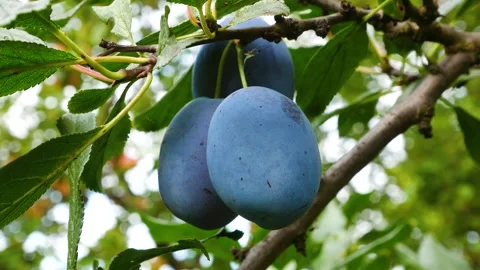 Ripe blue plums hang on a tree branch in the garden. Stock Footage 303410554