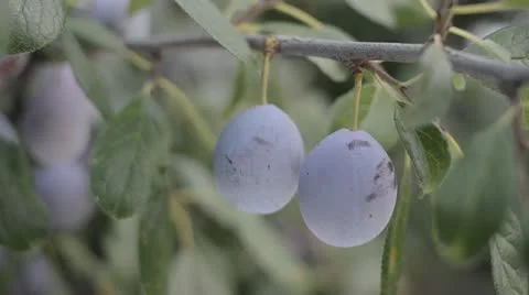 Ripe Blue Plums on Tree Branch - Fresh Organic Summer Fruit Harvest Stock Footage 11431158