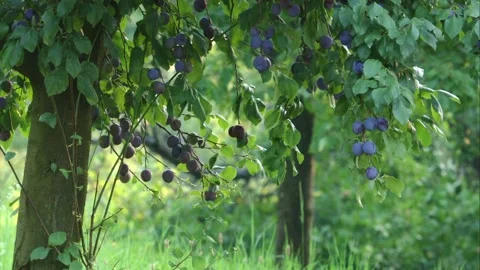 Ripe blue plums on a tree Stock Footage 310948242