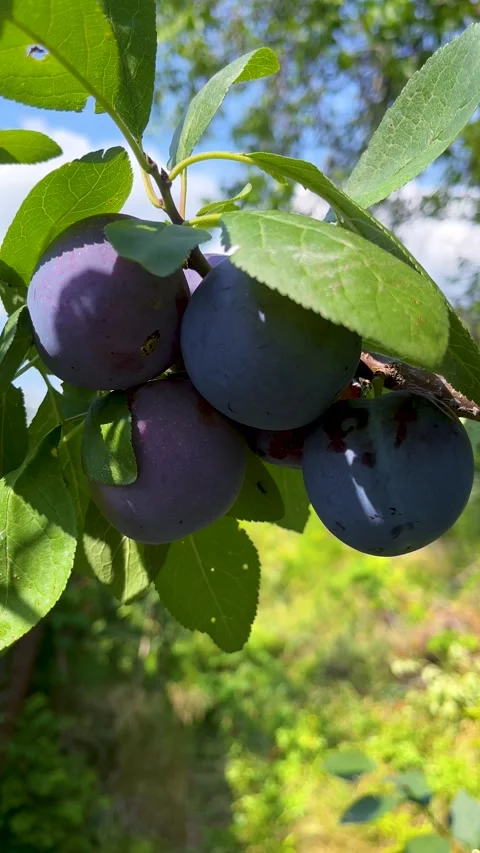 Ripe blue plums on a tree. Growing organic plums, fruits Stock Footage 317749851