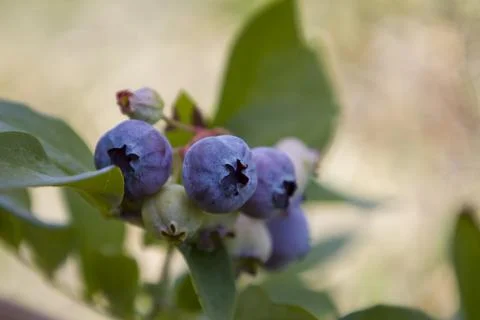 Ripe blueberries on a branch. Blurred background. Stock Photos