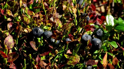 Ripe blueberries on the bush Stock Footage 69084161