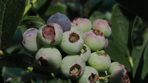 Ripe blueberries developing on a bush, showing berries at different stages of Vídeos de archivo 339159378