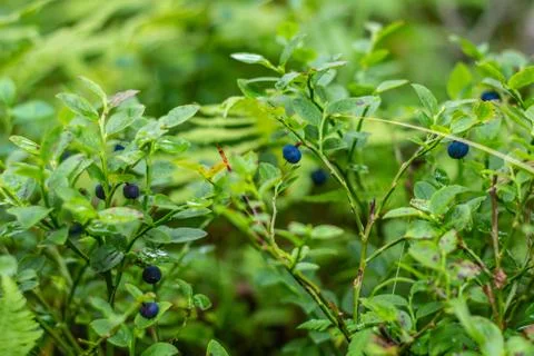 Ripe blueberries on a green bush. Stock Photos