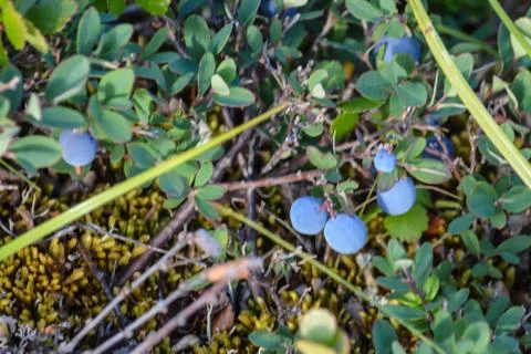 Ripe blueberries. Stock Photos