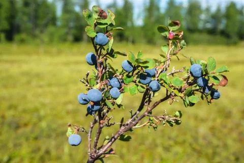 Ripe blueberries. Stock Photos