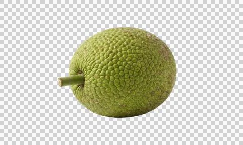Ripe breadfruit with stem attached isolated on transparent background Stock-Fotos
