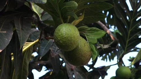 Ripe Breadfruit on the tree Stock-Footage 265061800