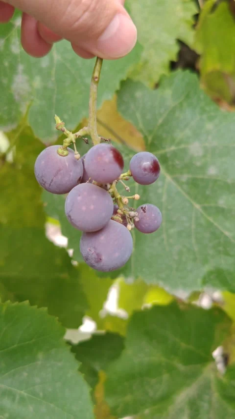 Ripe bright grapes in hands 動画素材 317116482