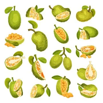 Ripe Bright Green Jackfruit with Seed Coat and Fibrous Core Whole and with Cut Stock Illustration
