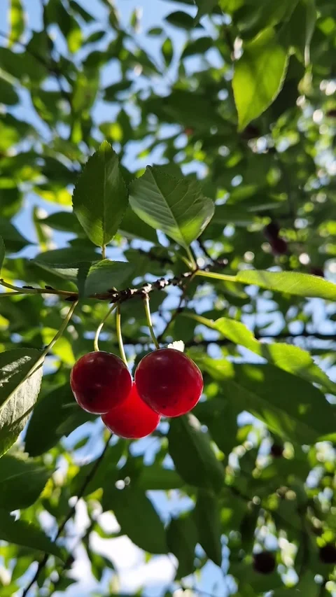 Ripe bright red cherries hanging on a tree branch Видео 340417725