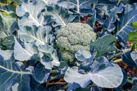 Ripe broccoli on the bed close-up. The concept of healthy farm products. Back Stock Photos