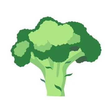 Ripe broccoli isolated on a white background. Stock Illustration