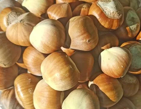 Ripe brown hazelnuts in shell macro photography background. Stock Photos