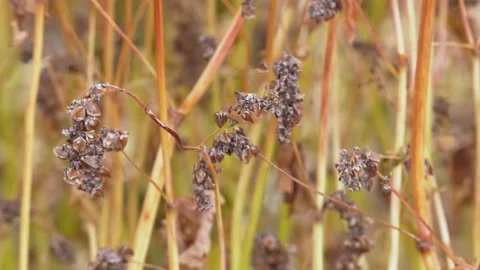 Ripe buckwheat plants on the field. Selective focus. Shallow depth of field Stock Footage 223816622