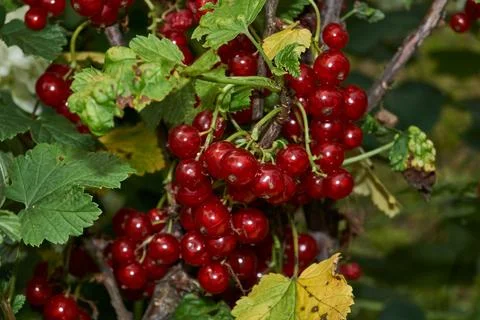 A ripe bunch of currants. Stock Photos