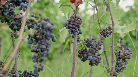 Ripe bunch of dark red grapes on branch surrounded by leaves. Growing organic Stockbeeldmateriaal 218366065