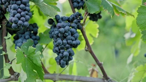 Ripe bunch of dark red grapes on branch surrounded by leaves. Growing organic Stockbeeldmateriaal 218366247