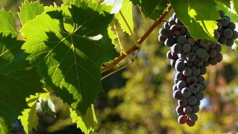 Ripe bunch of grape on green vineyard move in the wind in Chianti Stock Footage 115499896