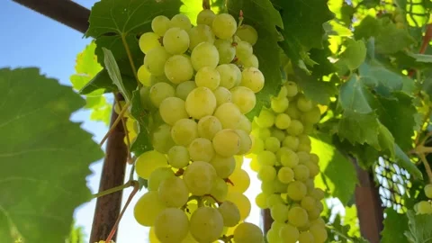 A ripe bunch of grapes in the rays of the sun Stock Footage 211569022