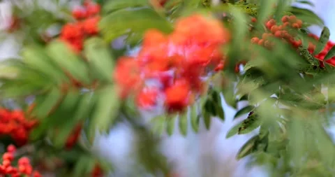 A ripe bunch of mountain ash sways in the wind. Rowan berries ripen on the tree Stock Footage 159154872