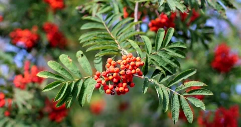 A ripe bunch of mountain ash sways in the wind. Rowan berries ripen on the tree Stock Footage 159800617