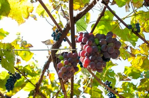 Ripe bunch of pink grapes on the plot Stock Photos
