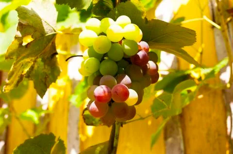 Ripe bunch of pink grapes on the plot Stock Photos
