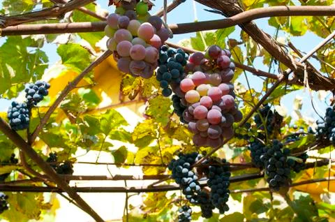 Ripe bunch of pink grapes on the plot Stock Photos