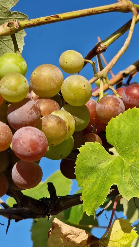 Ripe bunch of pink grapes on the vine under the blue sky Stock Footage 344812827