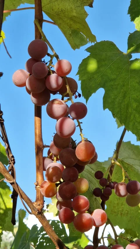 Ripe bunch of pink grapes on the vine under the blue sky Stockbeeldmateriaal 344812918