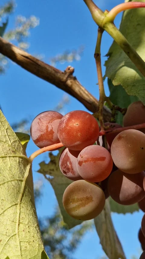 Ripe bunch of pink grapes on the vine under the blue sky Видео 344812924