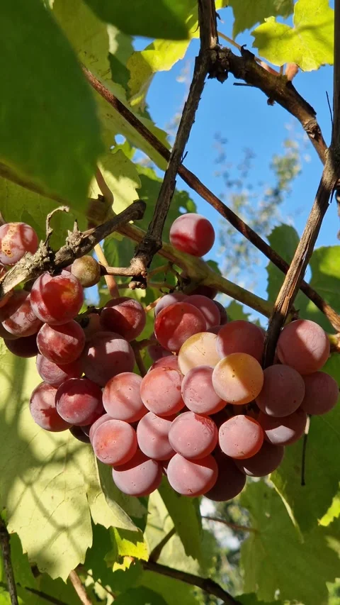 Ripe bunch of pink grapes on the vine under the blue sky 5 Vídeos de archivo 344812930
