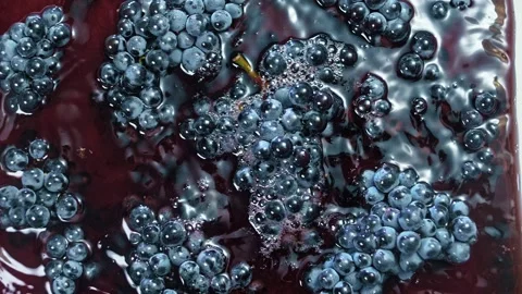 Ripe bunch of red grapes raises a lot of splashes of red wine. Stock Footage 268744171