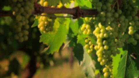 Ripe bunch of white grape on vineyard at sunset in Chianti region. Stock Footage 116767580