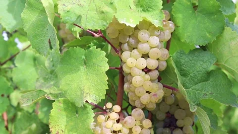 Ripe bunch of white grapes. Stock Footage 252089309