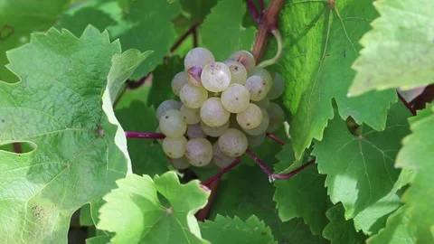 Ripe bunch of white grapes. Stock Footage 252089311
