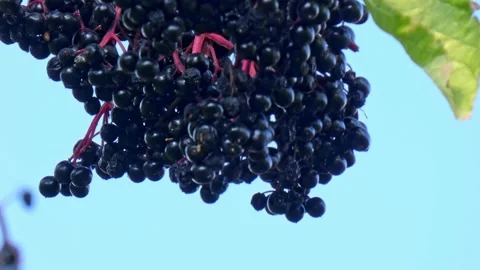 Ripe bunches of elderberries on branches of tree close-up. Harvest time Stock Footage 212974037