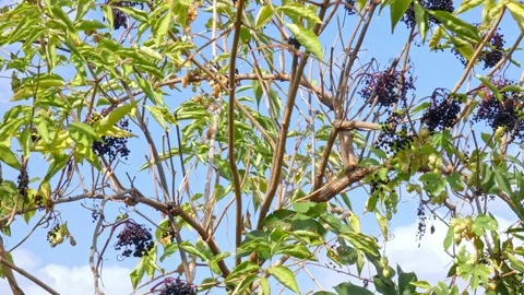 Ripe bunches of elderberries on branches of tree. Harvest time Stock Footage 212977197